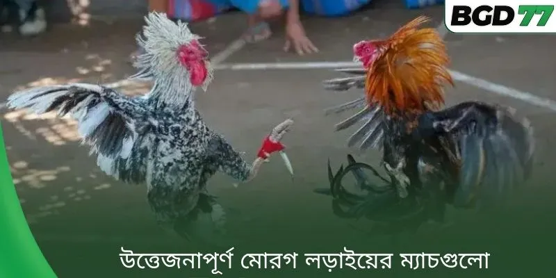 উত্তেজনাপূর্ণ মোরগ লড়াইয়ের ম্যাচগুলো